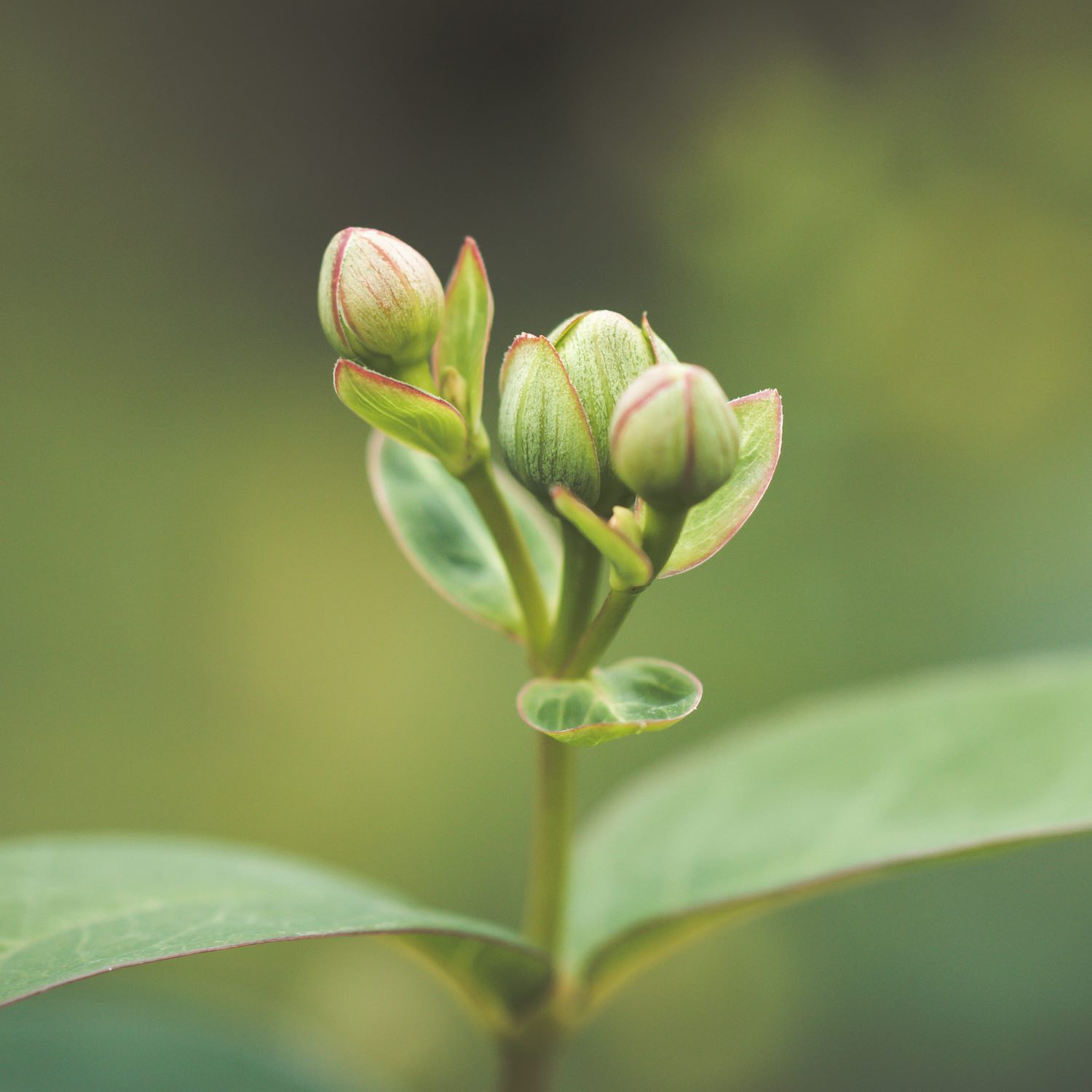 Gemmothérapie, Pharmacie du Faubourg Saint-Pierre, Montluçon