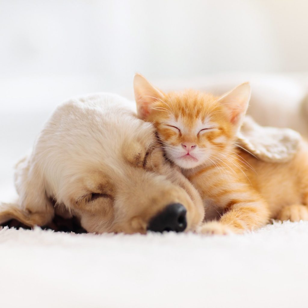Produits vétérinaires, Pharmacie du Faubourg Saint-Pierre, Montluçon