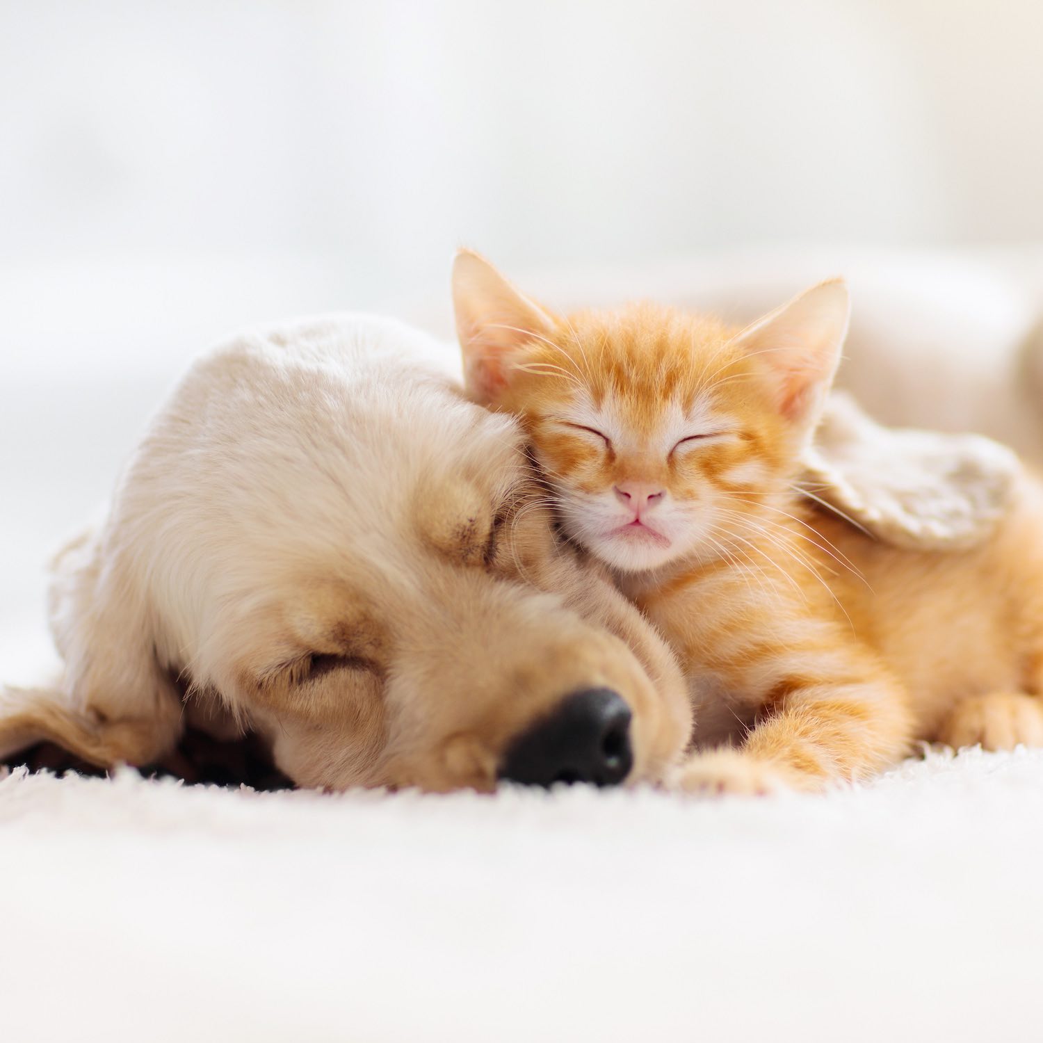Produits vétérinaires, Pharmacie du Faubourg Saint-Pierre, Montluçon